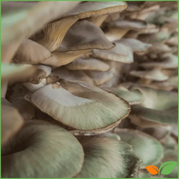 Guía Completa para Cultivar Setas en Casa: Cep, Rovellón y Girgola